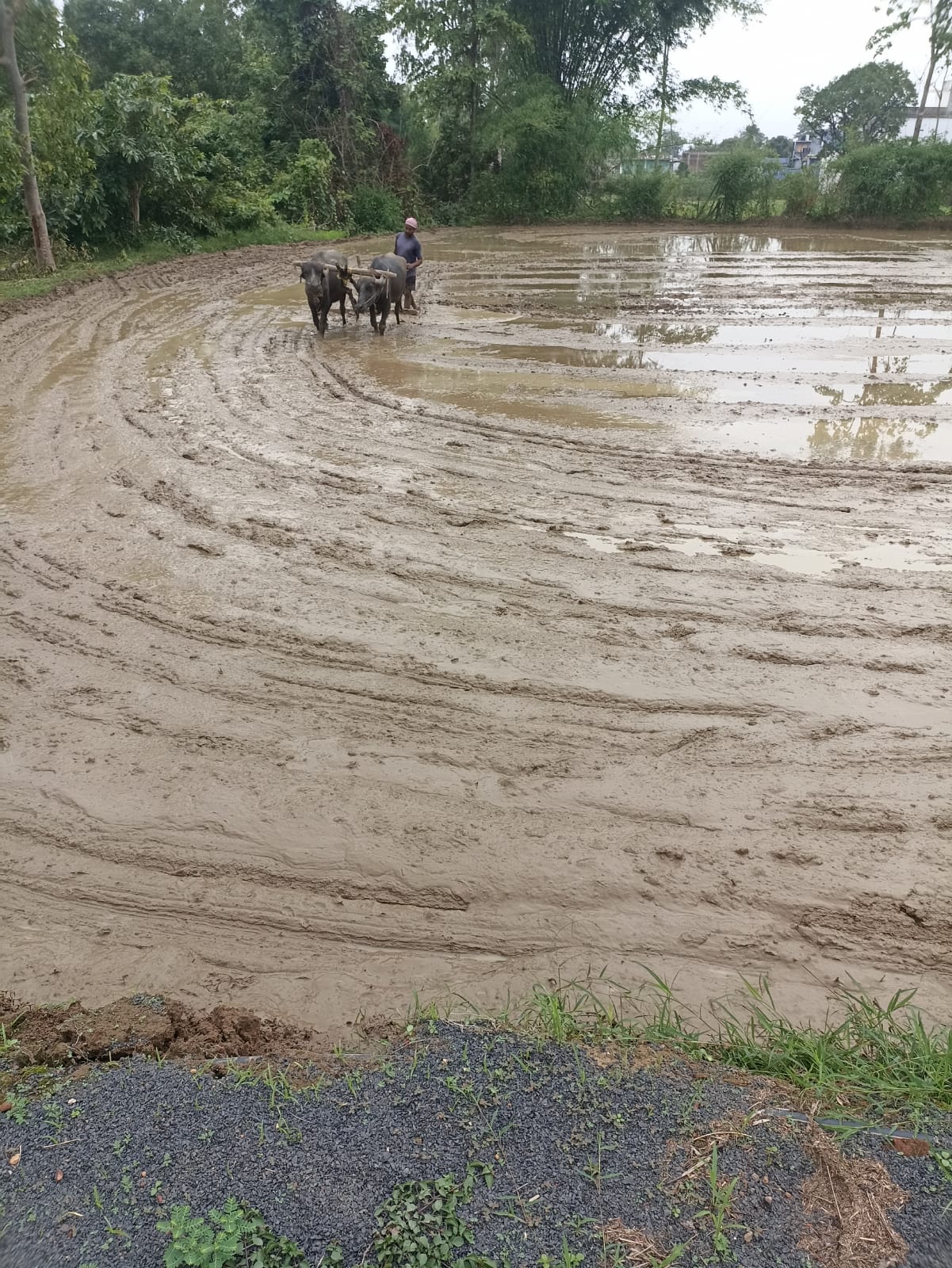 Farming Practical Development
